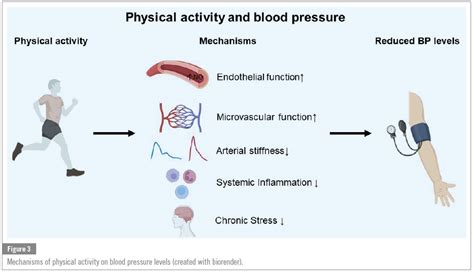 How Exercise Affects Blood Pressure: A Practical Guide