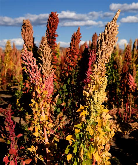 How Does Quinoa Plant Look Like Outside In The Garden