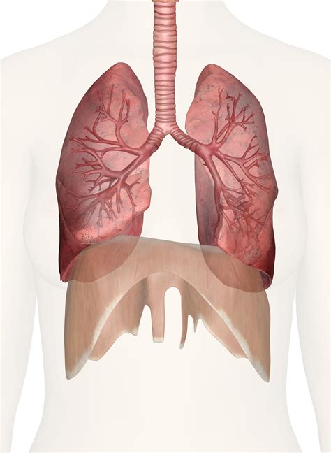 How Many Lungs Do U Have And What They Do For Health