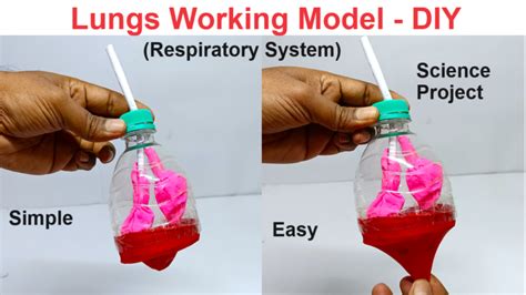 Balloon Lungs: How To Build A Working Model