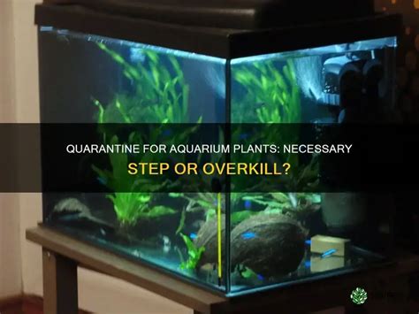 How To Quarantine Plants For Aquarium: The Stepbystep Guide