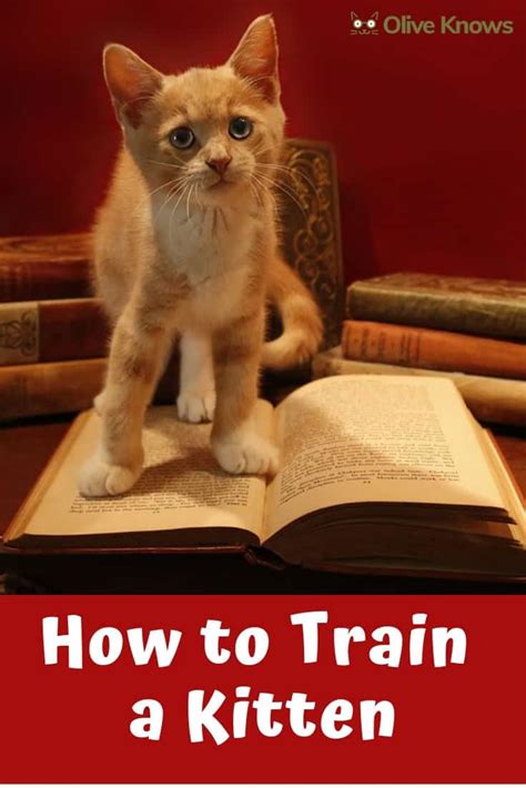 How To Train A Kitten In 8 Simple Steps