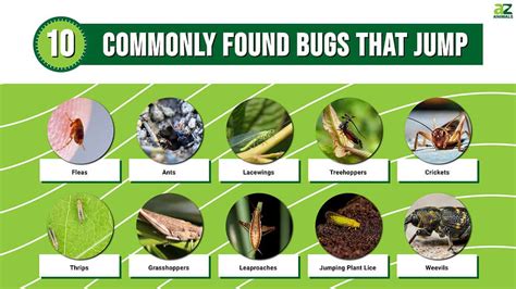 The Incredible Science Behind Insect Can Jump One Meter