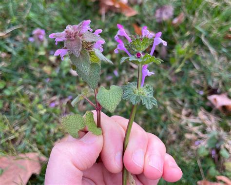 The Medicinal Uses Of Henbit: Benefits And Risks Of This Common Weed