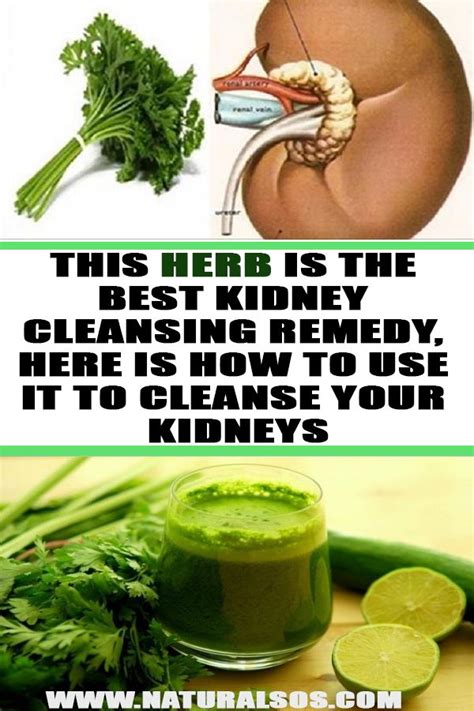 Visualize Your Kidneys Thriving With Nature's Best Kept Remedies