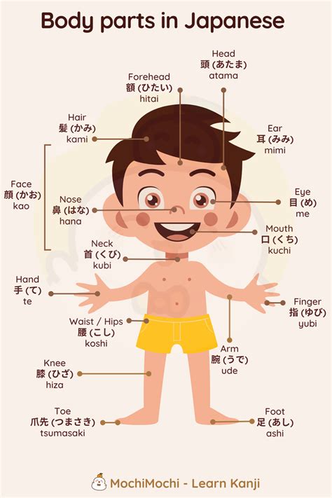 A Guide To Essential Parts Of The Body In Japanese
