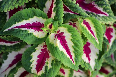 Top 10 Popular Plants Outdoor For Dreamy Gardens