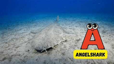 Shark That Starts With J: Meet The Powerful Jaws Of The Deep Seas