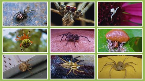 Spiders In One Picture: Anatomy Guide