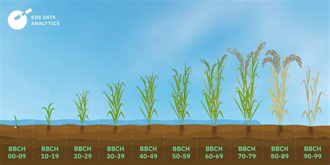 From Seed To Harvest: The Stages Of Growth Of Rice Plant