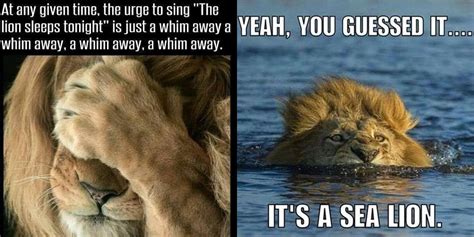 The Lion Memes