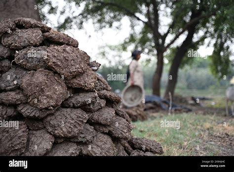 Using Elephant Dung According To Tradition Pdf Copy Traditional Practical Elephant Dung Uses Pdf Guide Documenting Traditional Elephant Dung Uses Pdf