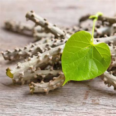 Discover The Traditional Use Of Giloy: A Timeless Ayurvedic Remedy