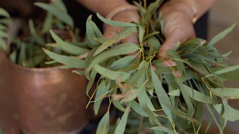 Traditional Uses Of Eucalyptus In Traditional Medicine And Culture