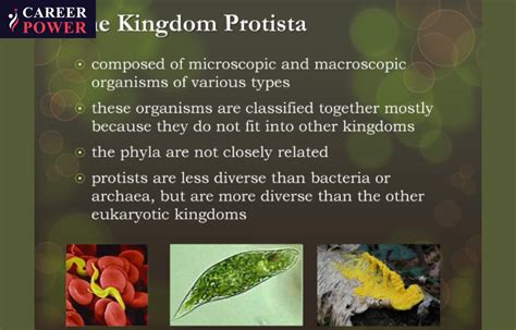 Distinctive Traits Found In Kingdom Protista And Other Eukaryotes