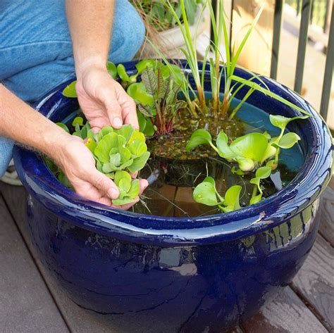 That Blooms Underwater: A Beginner’s Guide To Water Garden Plants