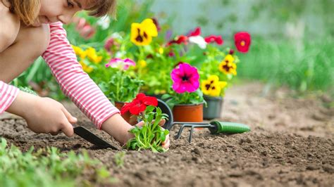 Simple Definition Of What Are Plants For Kids