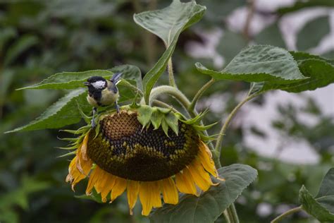 Which Birds Eat Sunflower Seeds: A Complete Guide