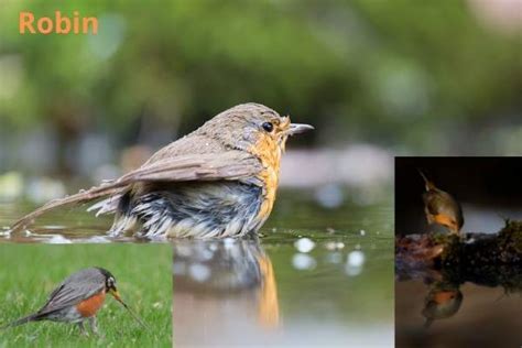 What Birds Eat Tadpoles: A Complete List Of Aquatic Predators