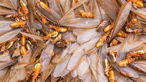 Termite Eaters: A Visual Guide To What Birds Eat Termites
