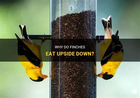 What Do Birds Eat Upside Down And Why