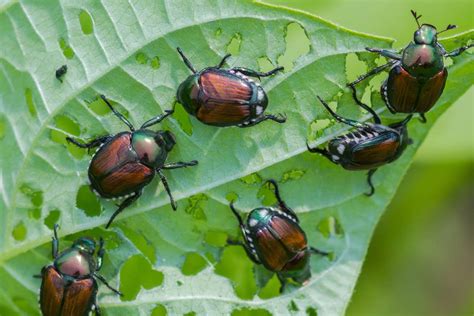 What Plants Do Japanese Beetles Eat A Homeowners Guide To Protection