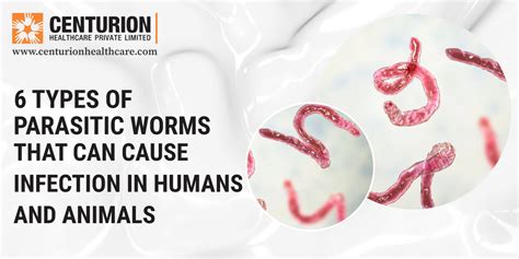 What Worms Does Equest Kill