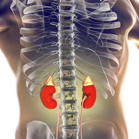 Where Is The Kidney Located In Your Body – A Simple Guide