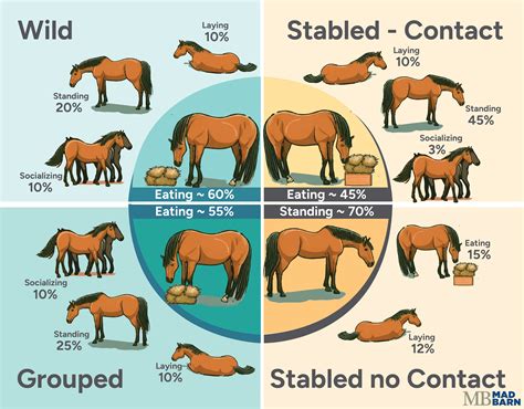 Wild Horse Vs Domestic Horse Lifespan: What You Need To Know