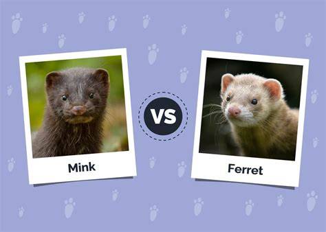 Wild Vs Domestic Mink: The Surprising Differences You Should Know