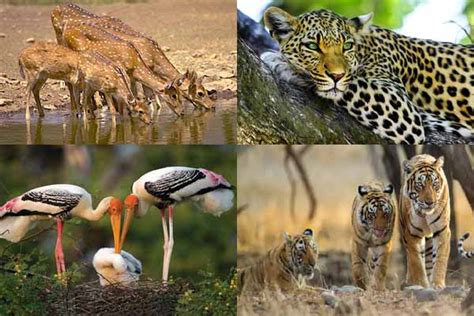 Top Wildlife Destinations And Animals You Must See In Rajasthan
