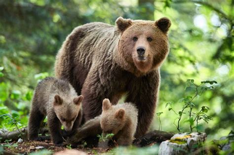 Explore Romania’s Wild Central Park Where Bears Roam As Lions Once Did